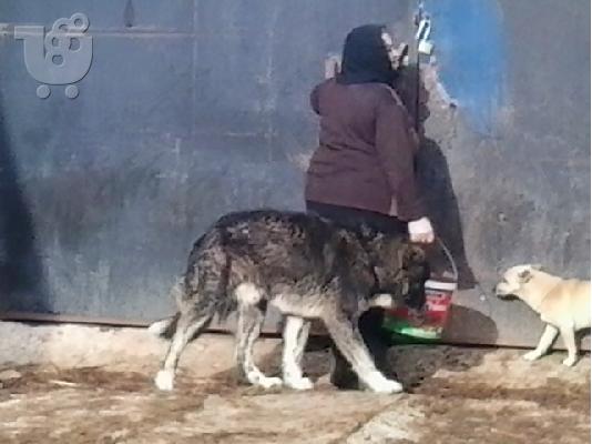 πωλουνται τσοπανοσκυλα (ελληνικος ποιμενικος)